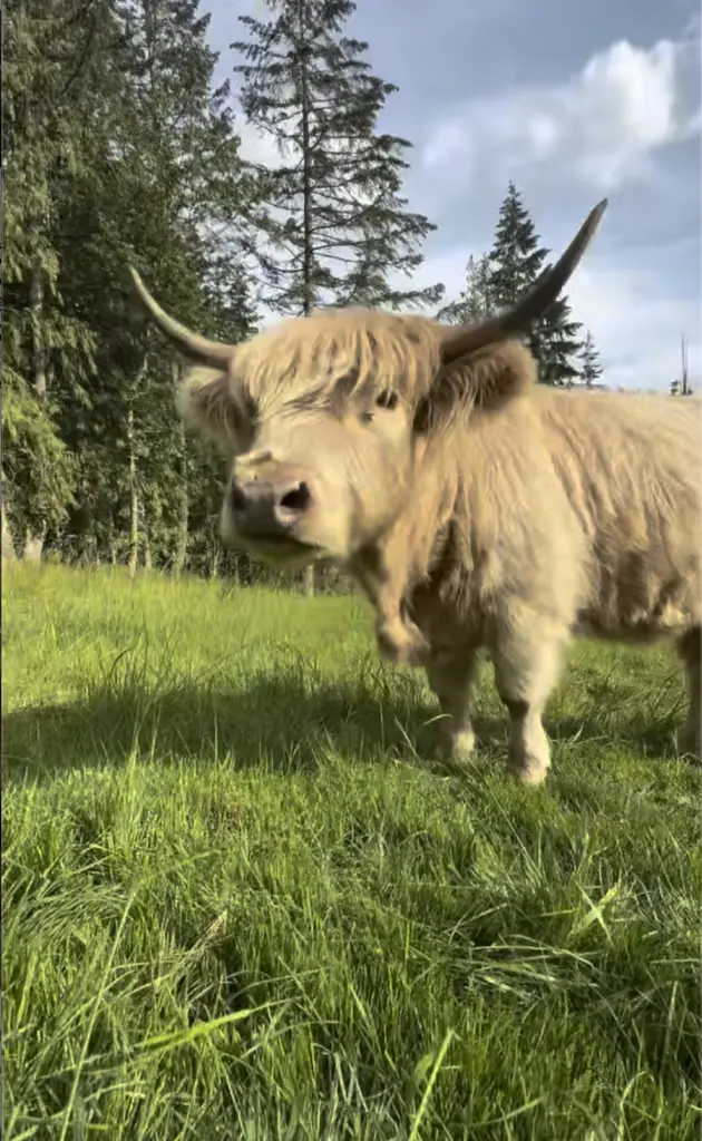 Andi the Highland cattle with blonde shaggy coat and impressive horns standing in green pasture under dramatic cloudy sky